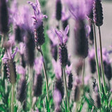 Lavender Vanille Solid Perfume