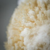 Caribbean Natural Sea Sponge