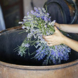 Lavender Vanille Eau de Parfum